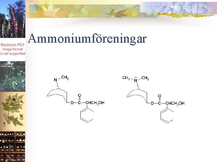 Ammoniumföreningar 