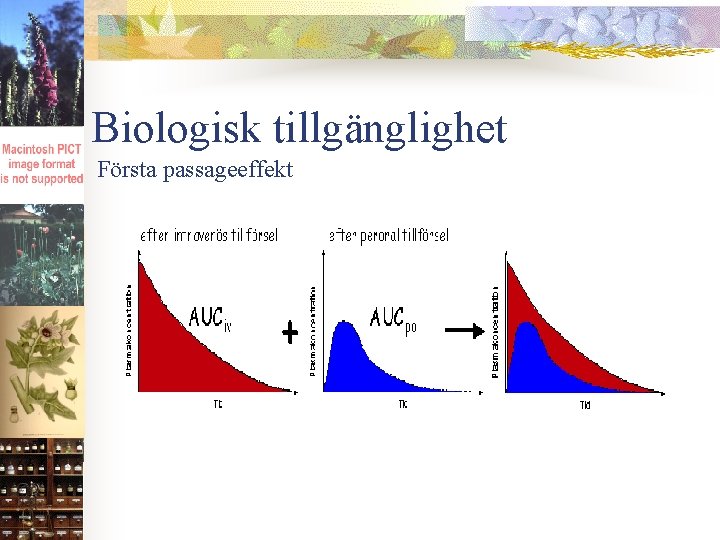 Biologisk tillgänglighet Första passageeffekt 