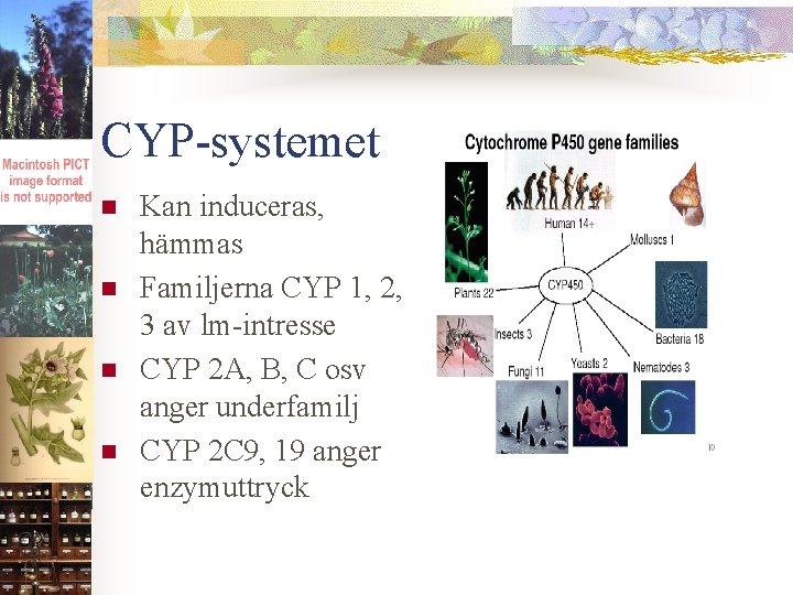 CYP-systemet n n Kan induceras, hämmas Familjerna CYP 1, 2, 3 av lm-intresse CYP