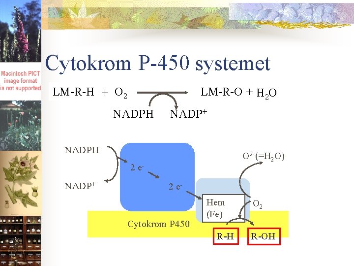 Cytokrom P-450 systemet LM-R-H + O 2 LM-R-OH+ H 2 O NADPH NADP+ NADPH