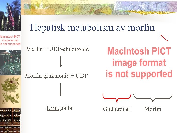 Hepatisk metabolism av morfin Morfin + UDP-glukuronid Morfin-glukuronid + UDP Urin, galla Glukuronat Morfin