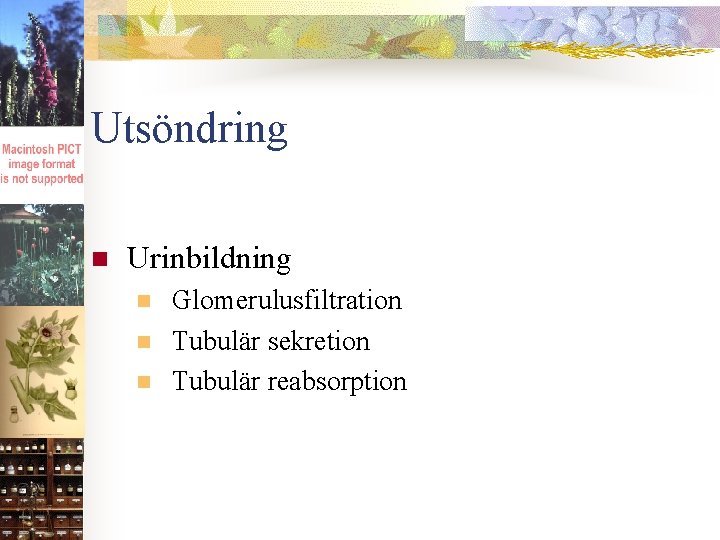 Utsöndring n Urinbildning n n n Glomerulusfiltration Tubulär sekretion Tubulär reabsorption 