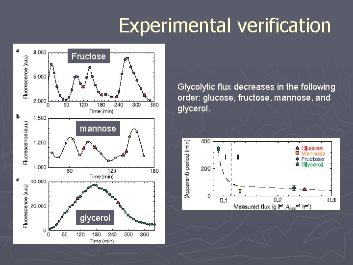 Experimental verification Fructose Glycolytic flux decreases in the following order: glucose, fructose, mannose, and