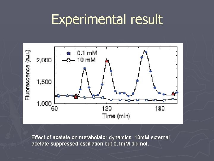 Experimental result Effect of acetate on metabolator dynamics. 10 m. M external acetate suppressed