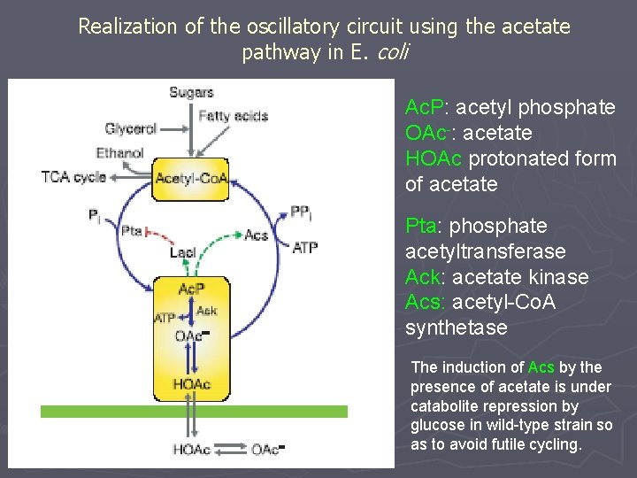 Realization of the oscillatory circuit using the acetate pathway in E. coli Ac. P: