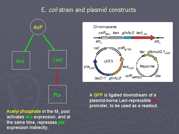 E. coli strain and plasmid constructs Ac. P Acs Lac. I Pta Acetyl phosphate