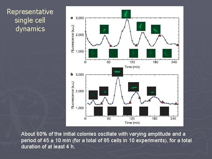 Representative single cell dynamics About 60% of the initial colonies oscillate with varying amplitude