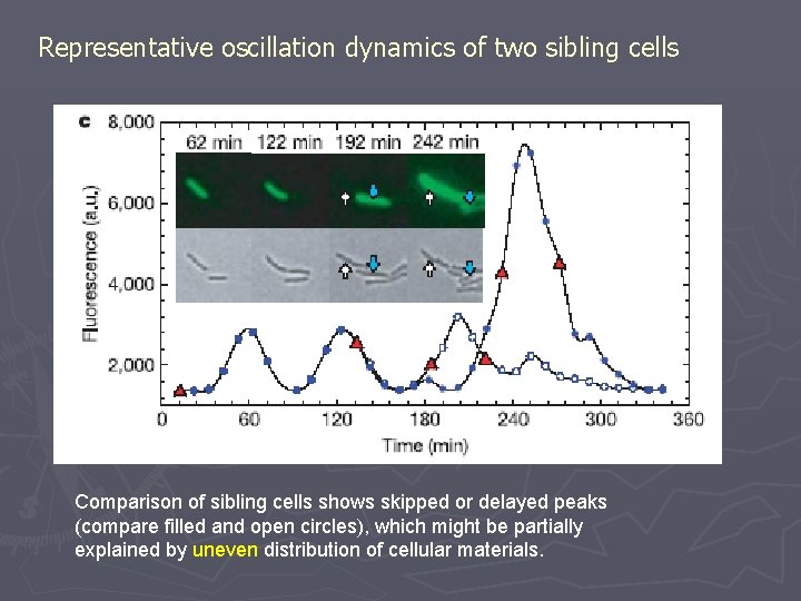 Representative oscillation dynamics of two sibling cells Comparison of sibling cells shows skipped or