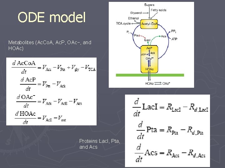 ODE model Metabolites (Ac. Co. A, Ac. P, OAc−, and HOAc) Proteins Lac. I,