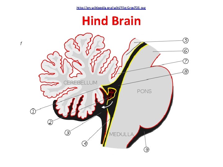 http: //en. wikipedia. org/wiki/File: Gray 708. svg Hind Brain 