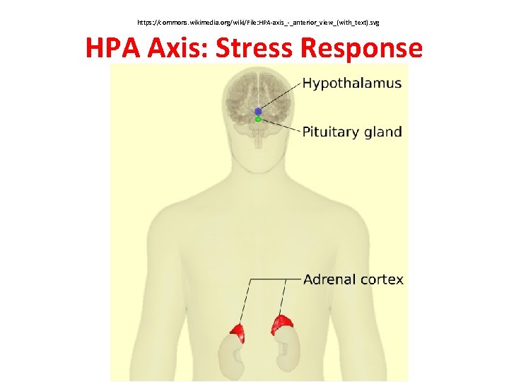 https: //commons. wikimedia. org/wiki/File: HPA-axis_-_anterior_view_(with_text). svg HPA Axis: Stress Response 