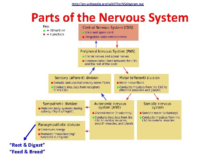 http: //en. wikipedia. org/wiki/File: NSdiagram. svg Parts of the Nervous System “Rest & Digest”