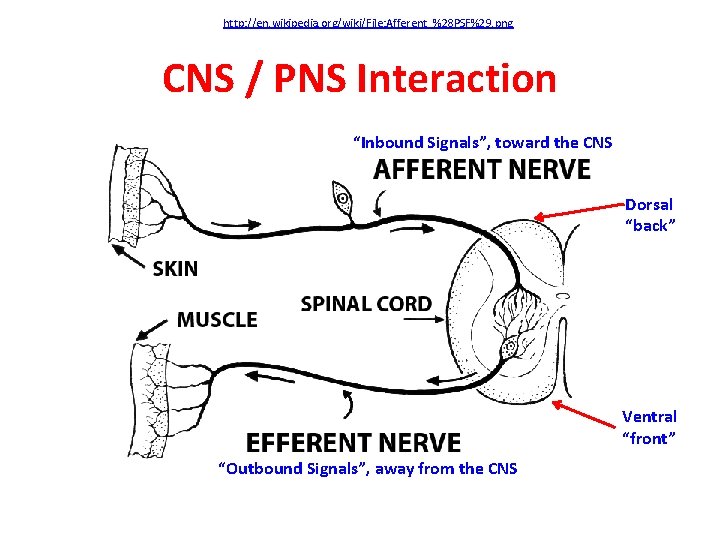 http: //en. wikipedia. org/wiki/File: Afferent_%28 PSF%29. png CNS / PNS Interaction “Inbound Signals”, toward