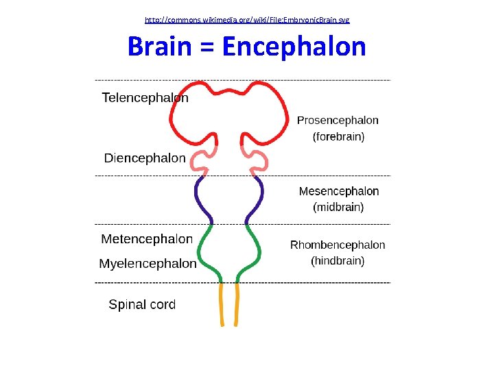 http: //commons. wikimedia. org/wiki/File: Embryonic. Brain. svg Brain = Encephalon 