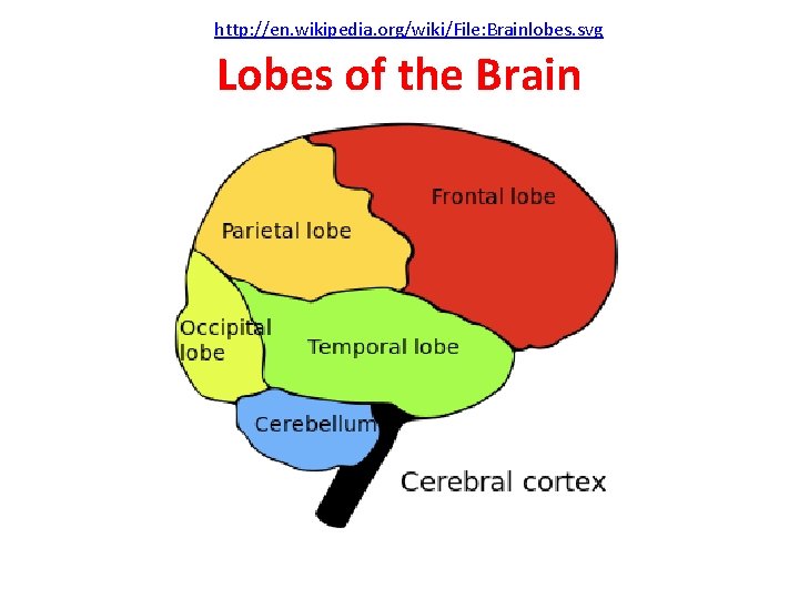 http: //en. wikipedia. org/wiki/File: Brainlobes. svg Lobes of the Brain 