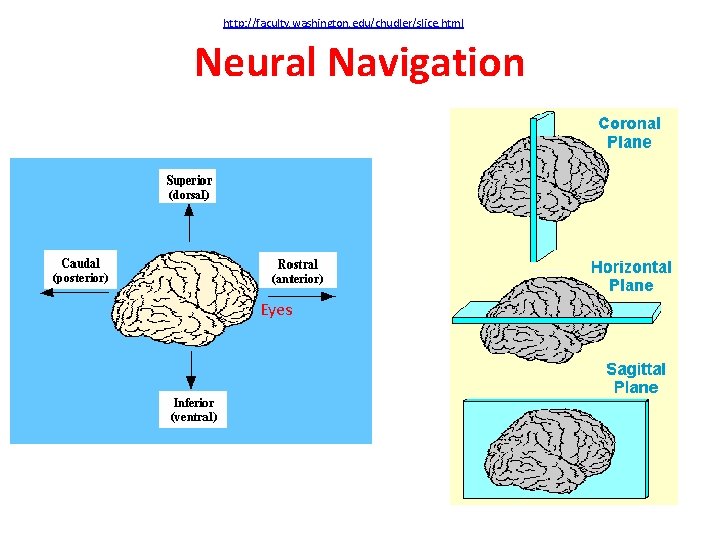 http: //faculty. washington. edu/chudler/slice. html Neural Navigation Eyes 