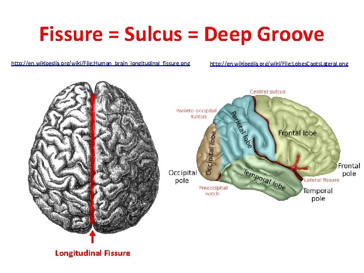 Fissure = Sulcus = Deep Groove http: //en. wikipedia. org/wiki/File: Human_brain_longitudinal_fissure. png Longitudinal Fissure