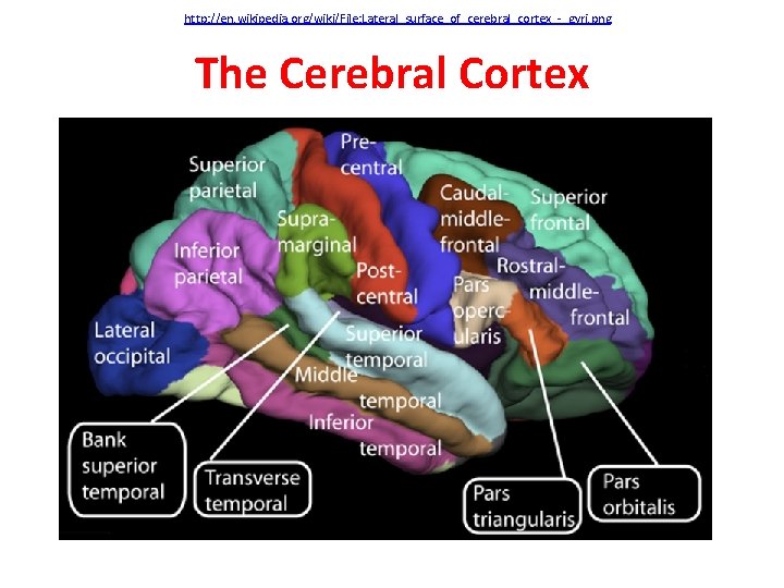 http: //en. wikipedia. org/wiki/File: Lateral_surface_of_cerebral_cortex_-_gyri. png The Cerebral Cortex 