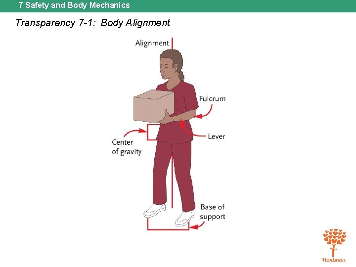7 Safety and Body Mechanics Transparency 7 -1: Body Alignment 