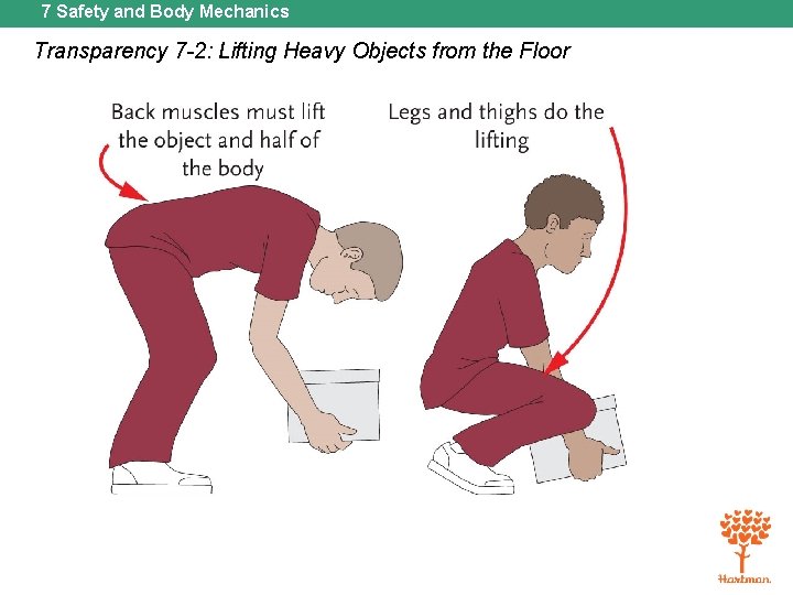 7 Safety and Body Mechanics Transparency 7 -2: Lifting Heavy Objects from the Floor