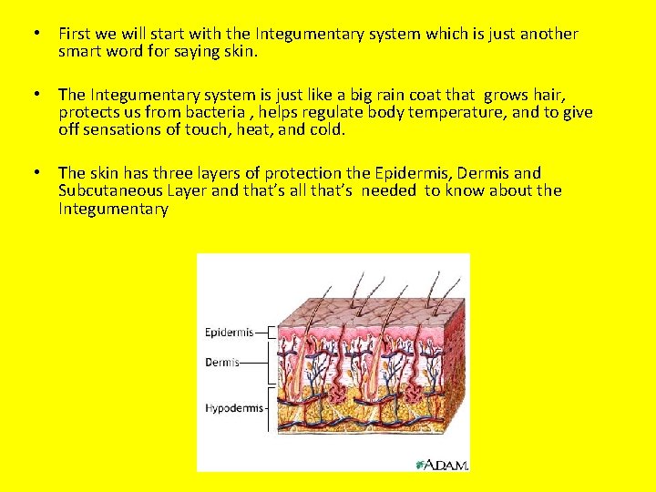  • First we will start with the Integumentary system which is just another