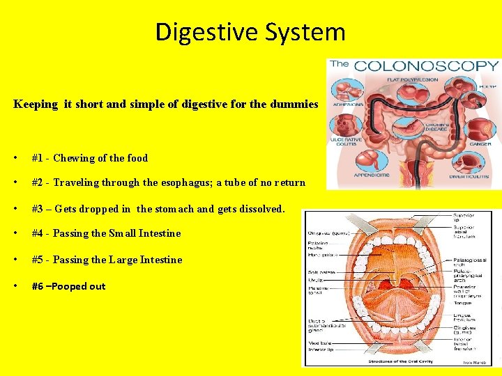 Digestive System Keeping it short and simple of digestive for the dummies • #1