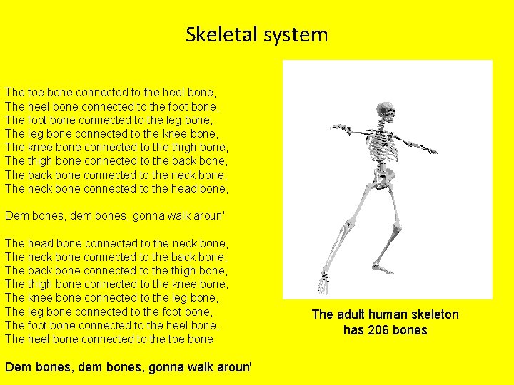 Skeletal system The toe bone connected to the heel bone, The heel bone connected