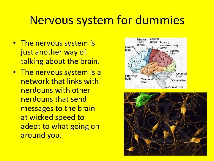 Nervous system for dummies • The nervous system is just another way of talking