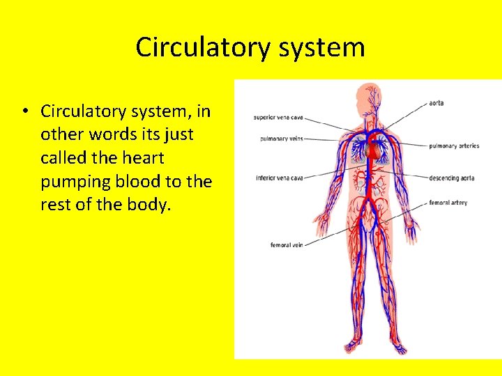 Circulatory system • Circulatory system, in other words its just called the heart pumping