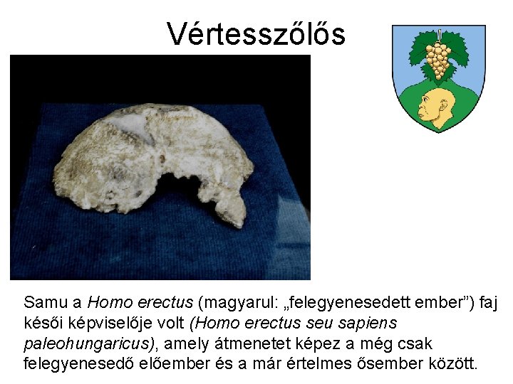 Vértesszőlős Samu a Homo erectus (magyarul: „felegyenesedett ember”) faj késői képviselője volt (Homo erectus