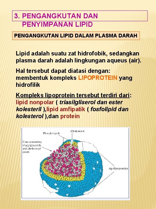 3. PENGANGKUTAN DAN PENYIMPANAN LIPID PENGANGKUTAN LIPID DALAM PLASMA DARAH Lipid adalah suatu zat