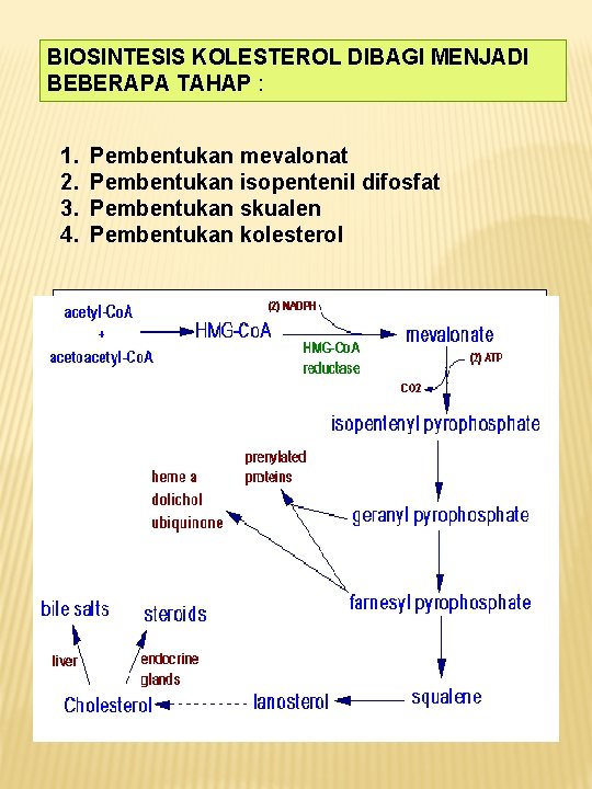 BIOSINTESIS KOLESTEROL DIBAGI MENJADI BEBERAPA TAHAP : 1. 2. 3. 4. Pembentukan mevalonat Pembentukan