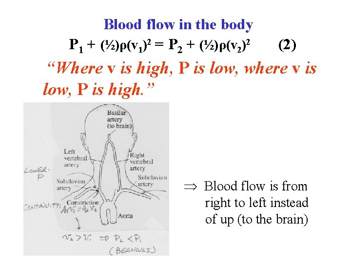 Blood flow in the body P 1 + (½)ρ(v 1)2 = P 2 +