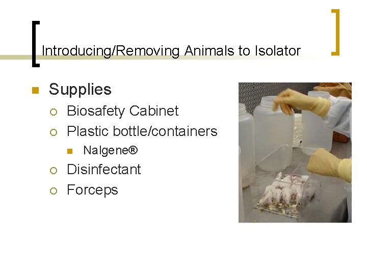 Introducing/Removing Animals to Isolator n Supplies ¡ ¡ Biosafety Cabinet Plastic bottle/containers n ¡