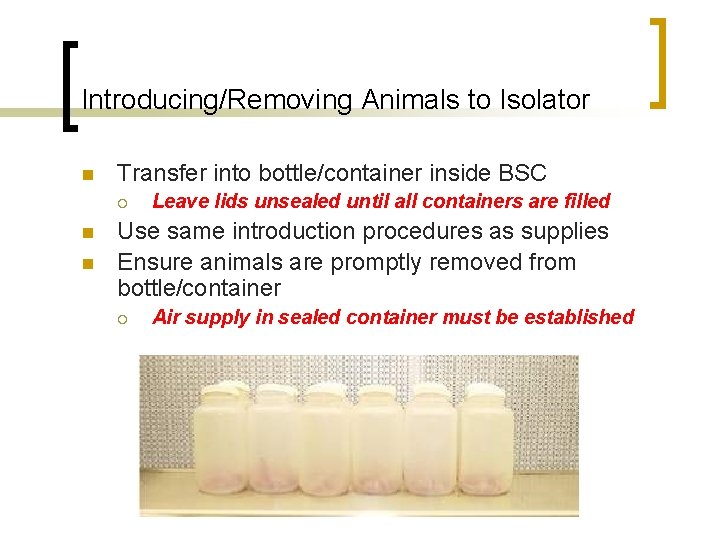 Introducing/Removing Animals to Isolator n Transfer into bottle/container inside BSC ¡ n n Leave