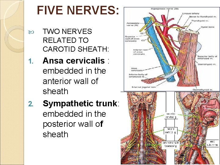 FIVE NERVES: TWO NERVES RELATED TO CAROTID SHEATH: 1. Ansa cervicalis : embedded in