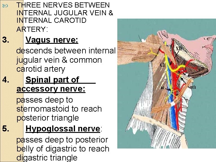  THREE NERVES BETWEEN INTERNAL JUGULAR VEIN & INTERNAL CAROTID ARTERY: 3. Vagus nerve: