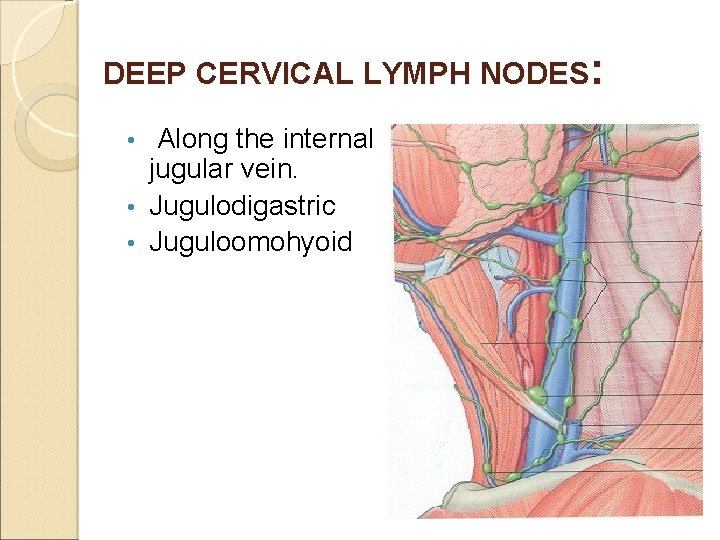 DEEP CERVICAL LYMPH NODES: Along the internal jugular vein. • Jugulodigastric • Juguloomohyoid •