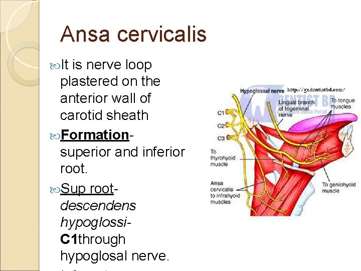 Ansa cervicalis It is nerve loop plastered on the anterior wall of carotid sheath