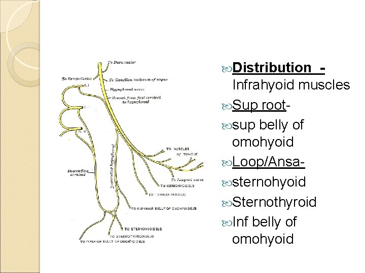  Distribution - Infrahyoid muscles Sup root sup belly of omohyoid Loop/Ansa sternohyoid Sternothyroid