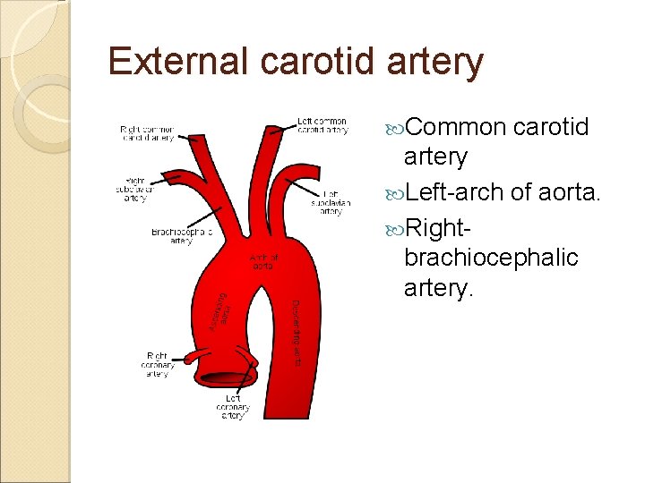 External carotid artery Common carotid artery Left-arch of aorta. Rightbrachiocephalic artery. 
