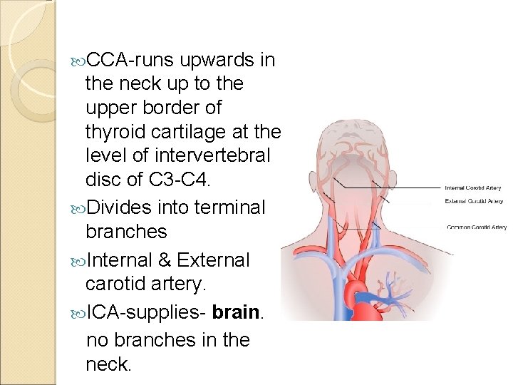  CCA-runs upwards in the neck up to the upper border of thyroid cartilage