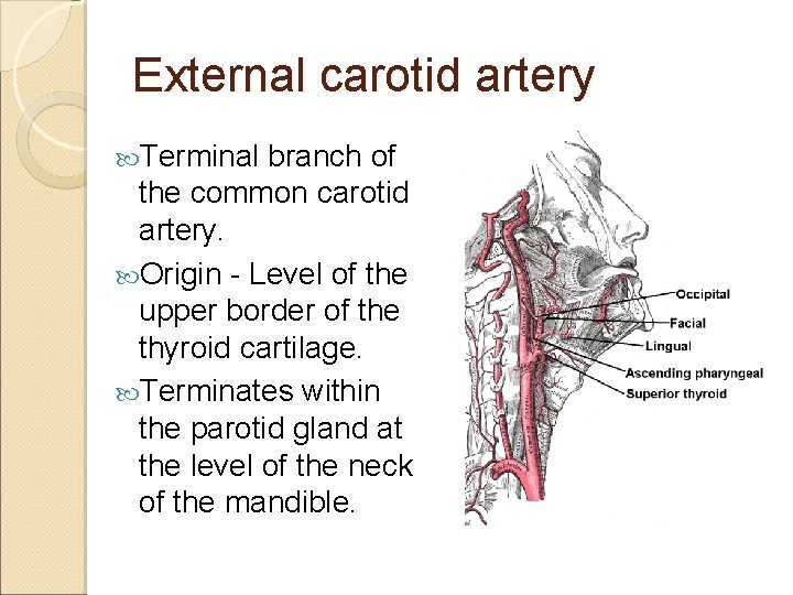 External carotid artery Terminal branch of the common carotid artery. Origin - Level of