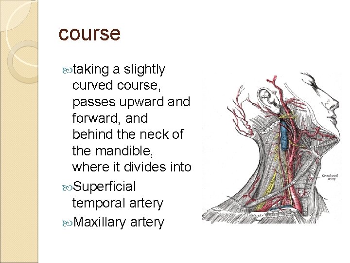 course taking a slightly curved course, passes upward and forward, and behind the neck