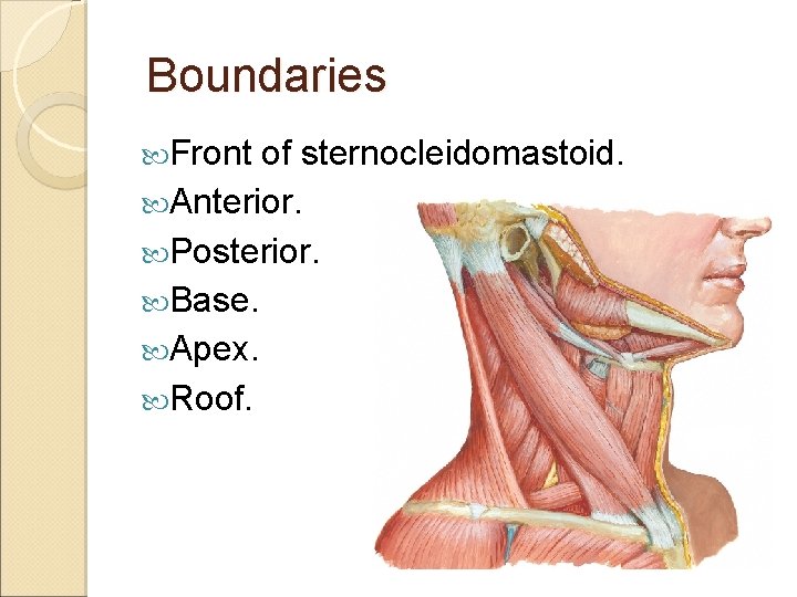  Boundaries Front of sternocleidomastoid. Anterior. Posterior. Base. Apex. Roof. 