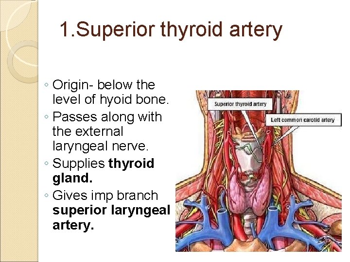 1. Superior thyroid artery ◦ Origin- below the level of hyoid bone. ◦ Passes