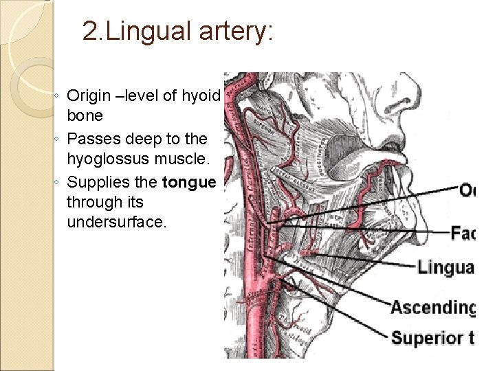 2. Lingual artery: ◦ Origin –level of hyoid bone ◦ Passes deep to the