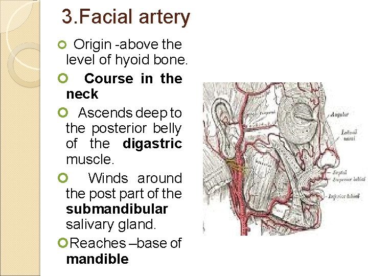 3. Facial artery Origin -above the level of hyoid bone. Course in the neck