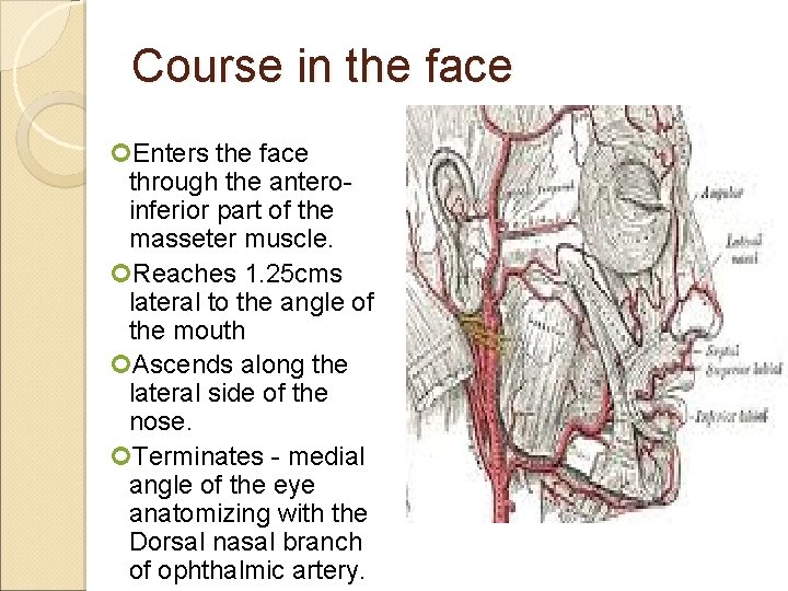 Course in the face Enters the face through the anteroinferior part of the masseter
