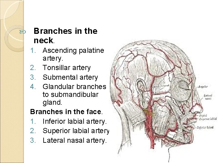  Branches in the neck. 1. Ascending palatine artery. 2. Tonsillar artery 3. Submental